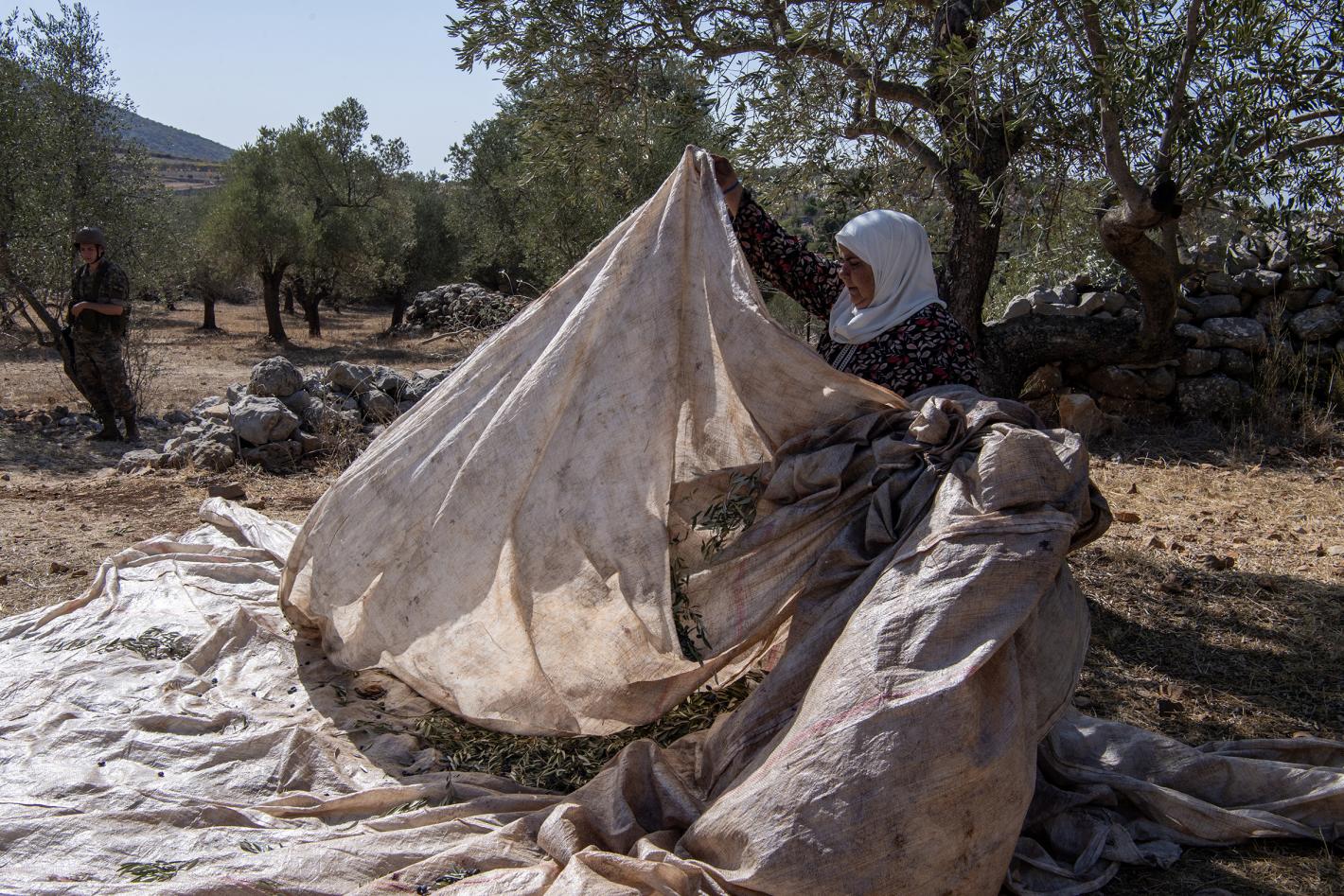 UNIFIL and LAF secure olive harvests near Blue Line