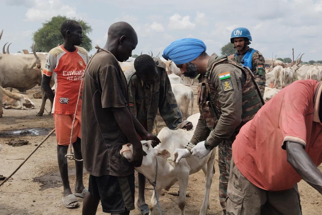 Indian veterinarian treats livestock in Bor