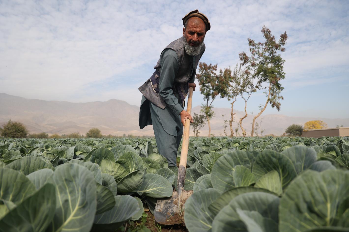 Farmer in Jalalabad moved from opium to cabbage cultivation