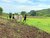 Land cleared for agriculture in Central Equatoria (Credit:  UNMAS/ Genevieve Imbali)