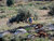 During demining operation in Nabi Elias. Photo: UNMAS