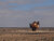 Stockpile Destruction of approximately 2,500 declared Anti-Personnel Mines – May 2018 – Tifariti - Territory of Western Sahara, east of the berm. This event was conducted by the local mine action organization, the Sahrawi Mine Action Coordination Office, with technical assistance from UNMAS. The operation was made possible through the generous support of the Government of Germany. Photo: Geneva Call
